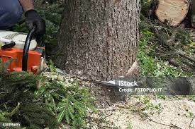 How Our Tree Care Process Works  in  Hebron, MD